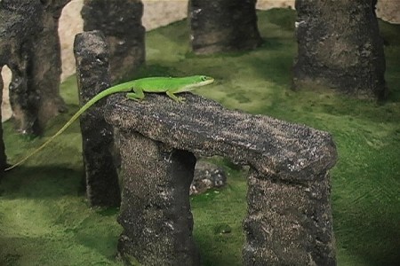 build-Stonehenge-for-lizard 2