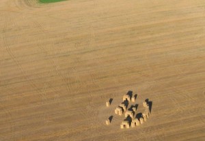 strawhenge arial-shadows