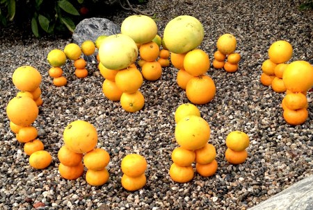 Citrus henge, courtesy of champion henger, Simon Burrow